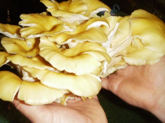 19800907_10155555363044297_5893531266965907470_o